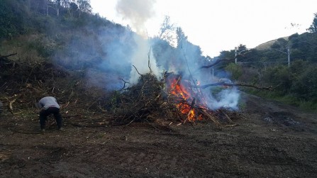 Vegetation Clearing