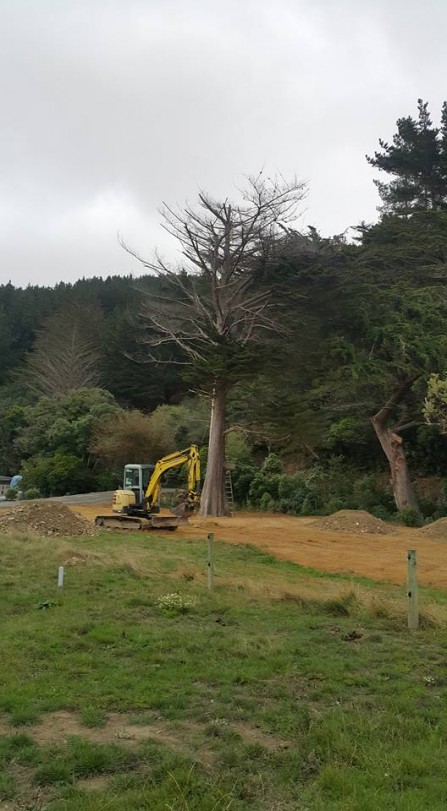 Pulling a tree down at Makara